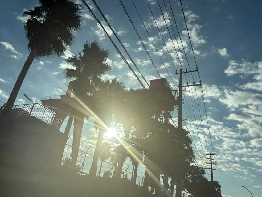 ヤシの木と電線越しに差し込む夕方の光